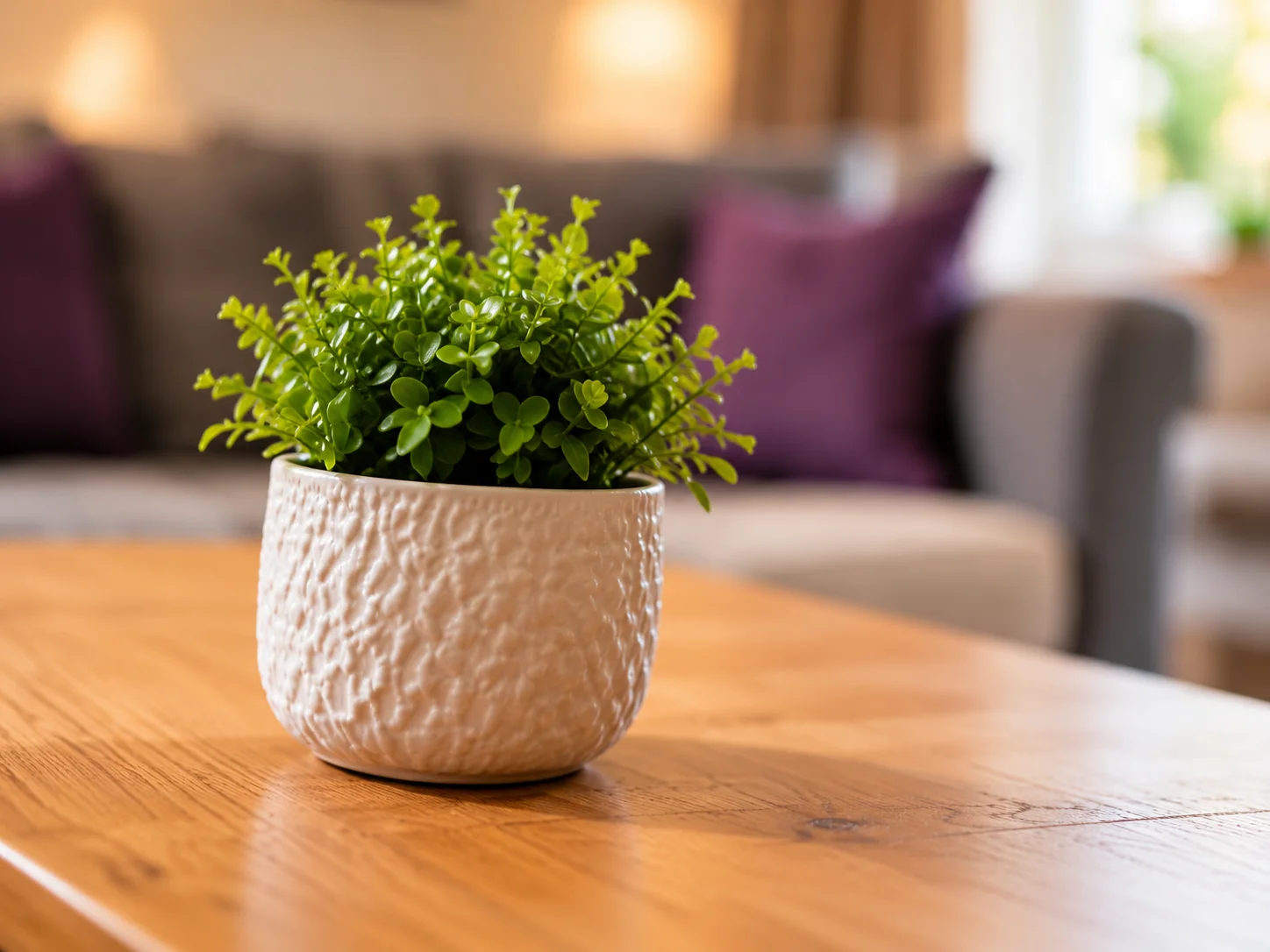 A potted plant beside the sofa in the lounge